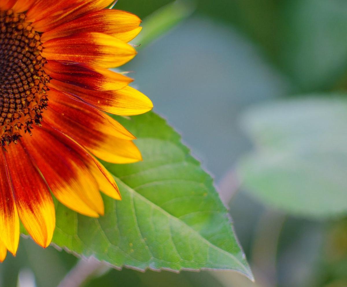 Helios Natural Medicine — photo 2