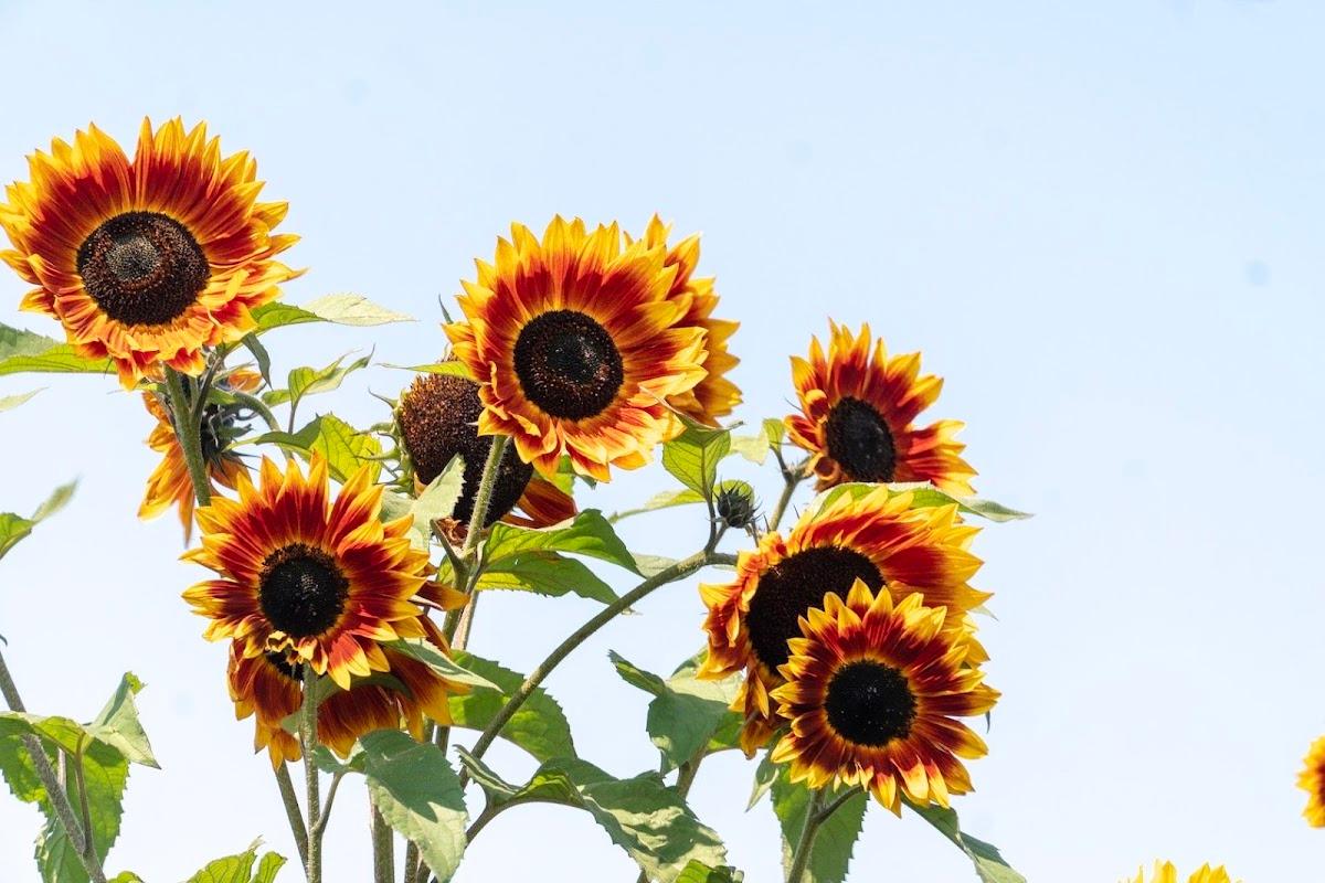 Helios Natural Medicine — photo 3