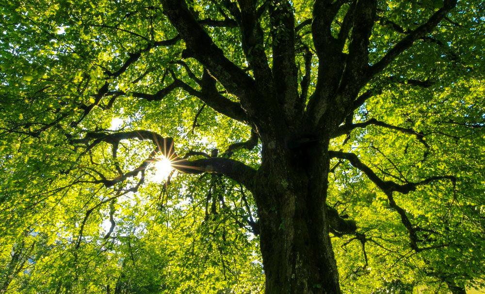 The Giving Tree Collective — photo 2
